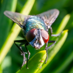 Macro